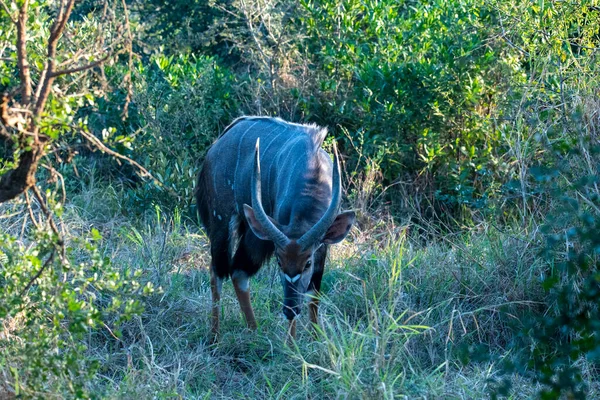 日没前の森の中のベージュ色の美しいカモシカ — ストック写真