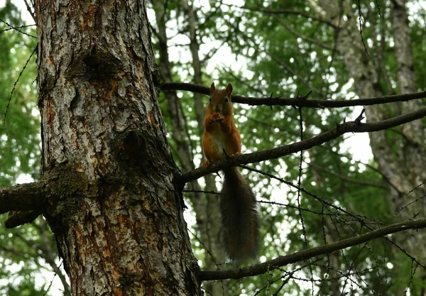 Scoiattoli Marroni Morbidi Parco Pubblico Della Città — Foto Stock