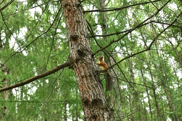 Şehir parkında kahverengi tüylü sincaplar