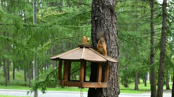 Esquilos Fofos Marrons Parque Público Cidade — Fotografia de Stock