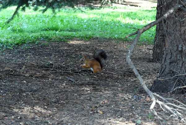 Esquilos Fofos Marrons Parque Público Cidade — Fotografia de Stock