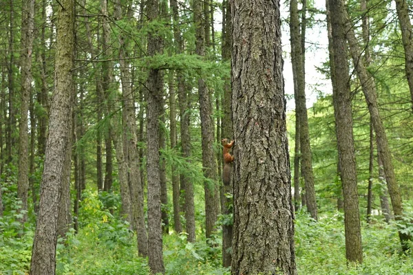 Écureuils Roux Dans Parc Public Ville — Photo