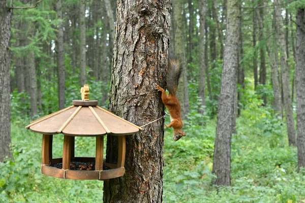 Esquilos Fofos Marrons Parque Público Cidade — Fotografia de Stock