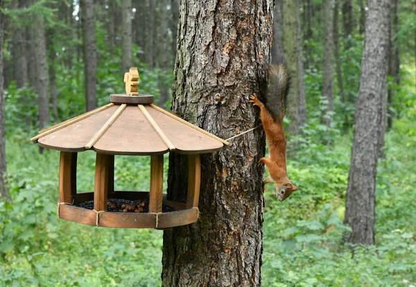 Esquilos Fofos Marrons Parque Público Cidade — Fotografia de Stock