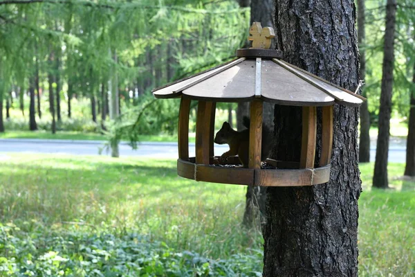 Bruine Pluizige Eekhoorns Een Openbaar Stadspark — Stockfoto