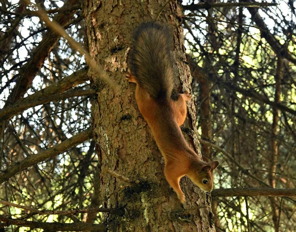 Esquilos Fofos Marrons Parque Público Cidade — Fotografia de Stock