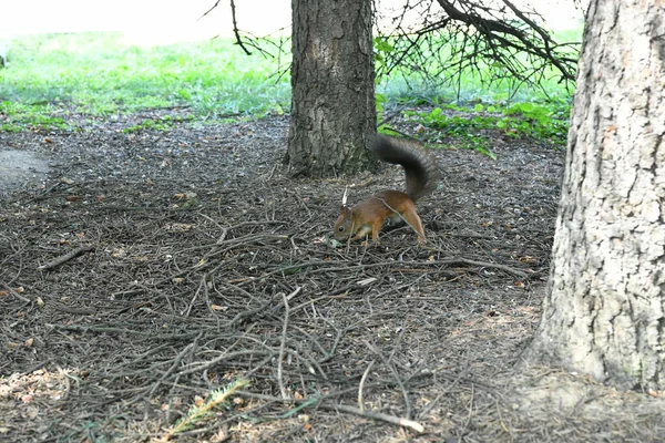 Braune Flauschige Eichhörnchen Öffentlichen Stadtpark — Stockfoto