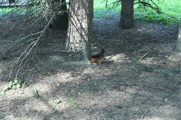 Esquilos Fofos Marrons Parque Público Cidade — Fotografia de Stock