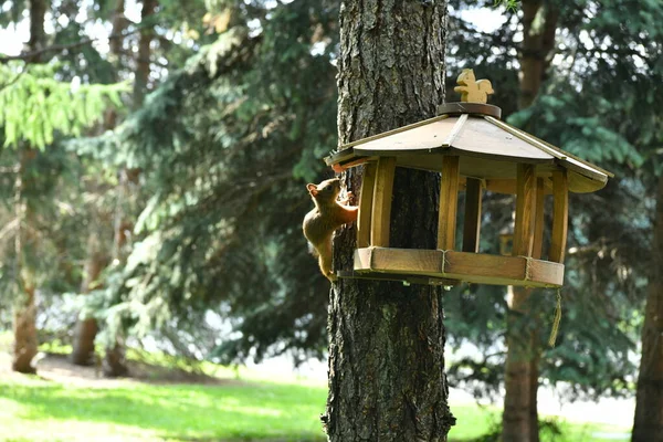 Scoiattoli Marroni Morbidi Parco Pubblico Della Città — Foto Stock