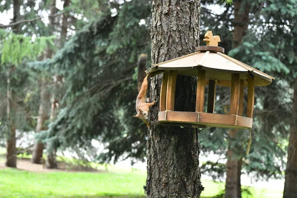 Brązowe Puszyste Wiewiórki Parku Miejskim — Zdjęcie stockowe