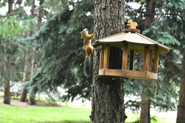 Esquilos Fofos Marrons Parque Público Cidade — Fotografia de Stock