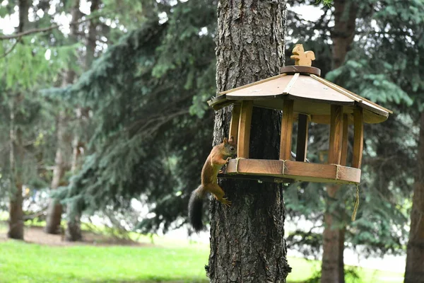 Braune Flauschige Eichhörnchen Öffentlichen Stadtpark — Stockfoto