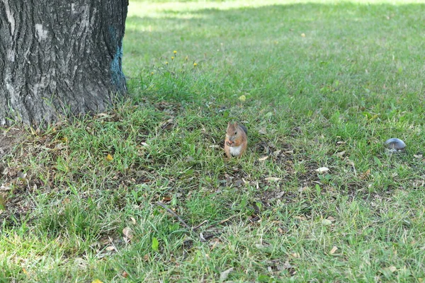 Ardillas Mullidas Marrón Parque Público Ciudad — Foto de Stock