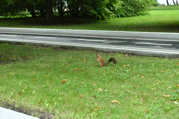 Esquilos Fofos Marrons Parque Público Cidade — Fotografia de Stock