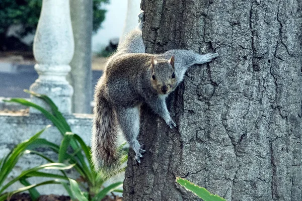 Écureuils Moelleux Gris Dans Parc Public Ville — Photo