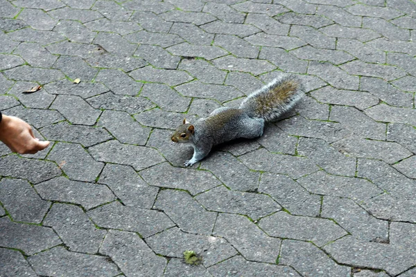 Écureuils Moelleux Gris Dans Parc Public Ville — Photo