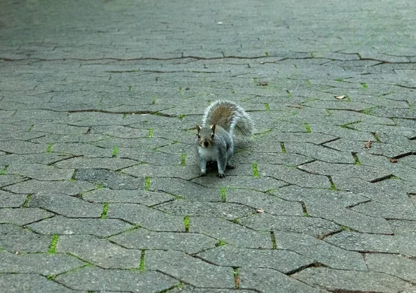 Écureuils Moelleux Gris Dans Parc Public Ville — Photo