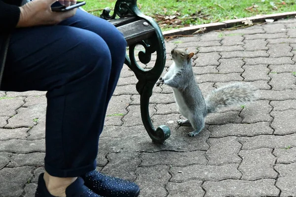 Écureuils Moelleux Gris Dans Parc Public Ville — Photo