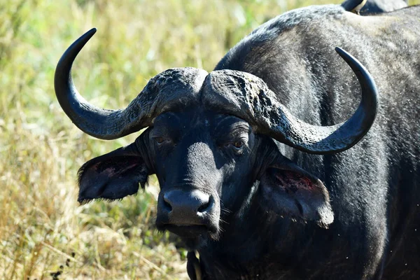 Gran Búfalo Negro Malhumorado Naturaleza Parque Nacional — Foto de Stock