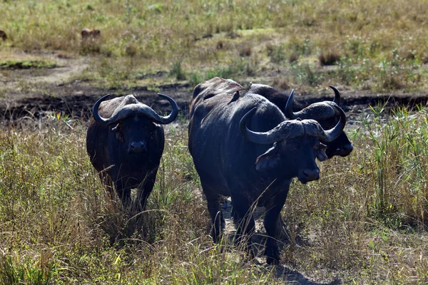 Large Black Moody Buffalo Wild National Park — Stock Photo, Image