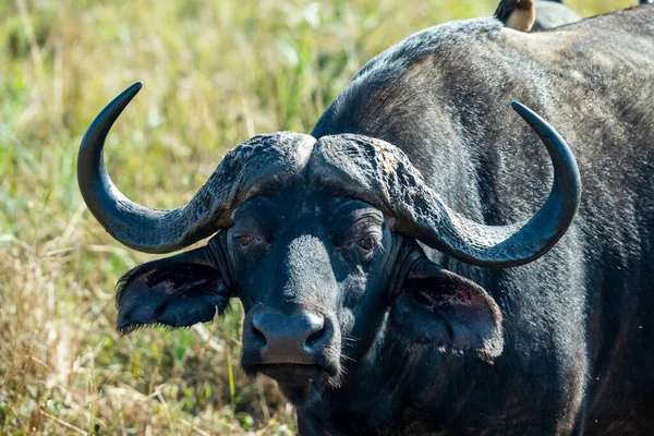 Gran Búfalo Negro Malhumorado Naturaleza Parque Nacional — Foto de Stock