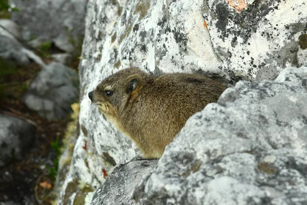 Büyük şehrin panoramik manzarasına karşı kayalıklarda Cape Damans