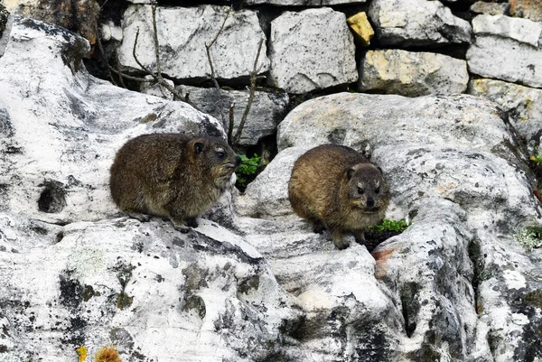 Büyük şehrin panoramik manzarasına karşı kayalıklarda Cape Damans