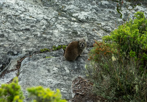 Büyük şehrin panoramik manzarasına karşı kayalıklarda Cape Damans