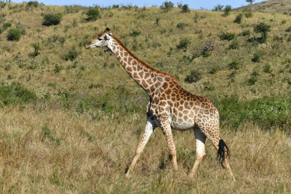 Large Graceful Giraffes Walk Natural National Park — Stock Photo, Image