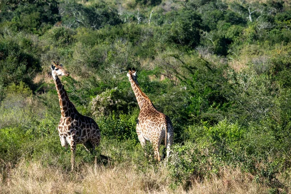 Grandes Jirafas Agraciadas Para Paseo Parque Natural Nacional — Foto de Stock