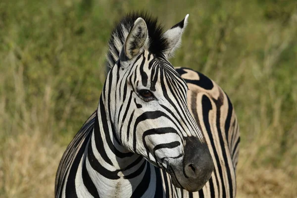 Смішні Смугасті Зебри Природному Національному Парку — стокове фото