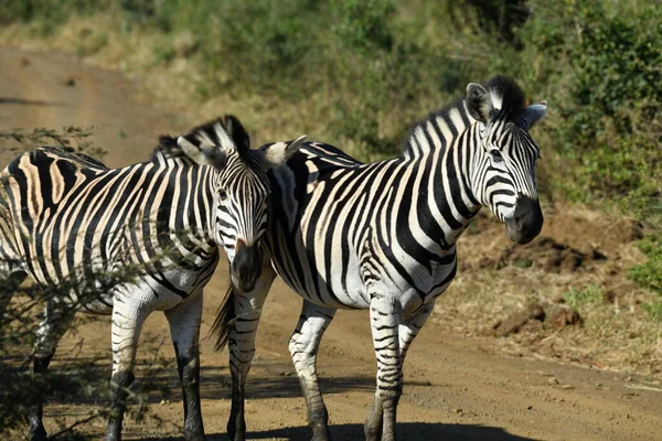 Cebras Rayas Divertidas Parque Nacional Naturaleza — Foto de Stock