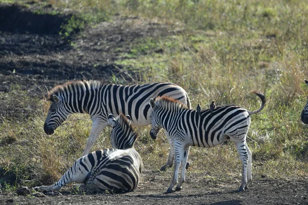 Śmieszne Zebry Paski Parku Narodowym Przyrody — Zdjęcie stockowe