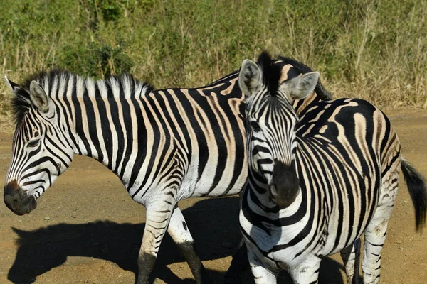 Забавные Полосатые Зебры Национальном Парке — стоковое фото