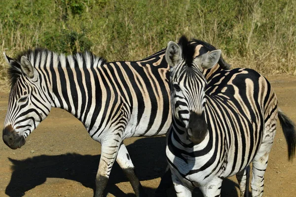 Grappige Gestreepte Zebra Natuurpark — Stockfoto