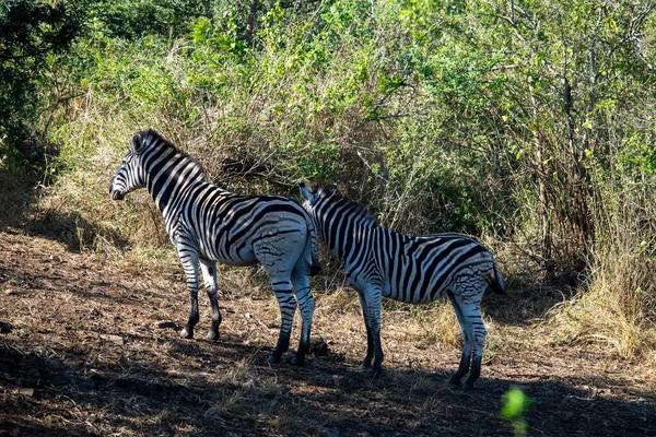 Cebras Rayas Divertidas Parque Nacional Naturaleza — Foto de Stock