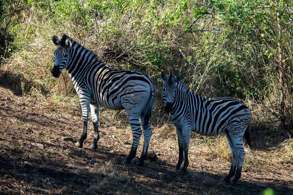 Cebras Rayas Divertidas Parque Nacional Naturaleza —  Fotos de Stock