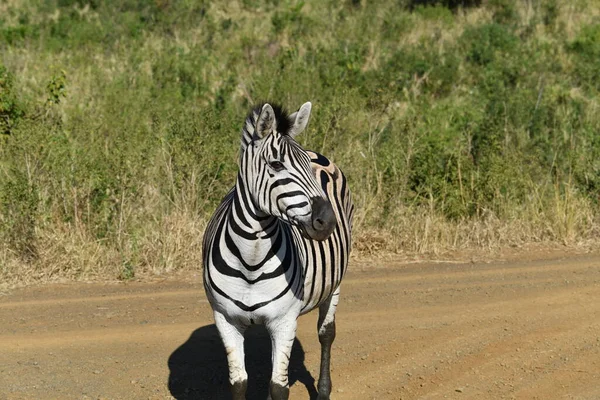 Funny Striped Zebras Nature National Park — Stock Photo, Image