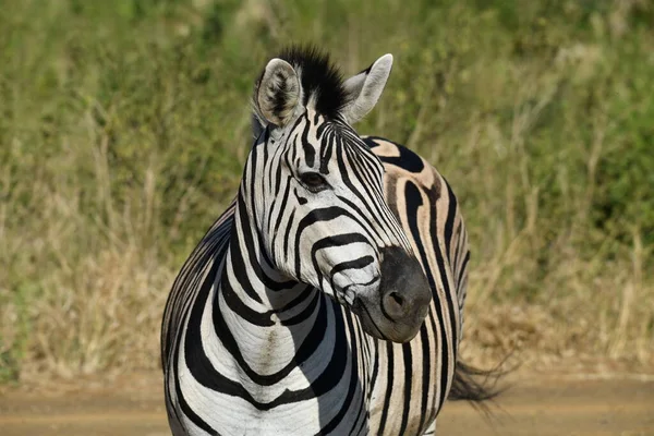 Lustige Gestreifte Zebras Naturnationalpark — Stockfoto