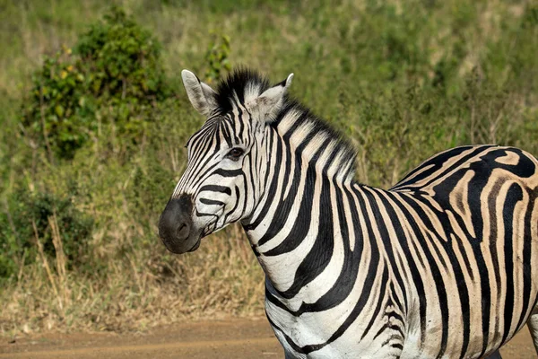 Lustige Gestreifte Zebras Naturnationalpark — Stockfoto