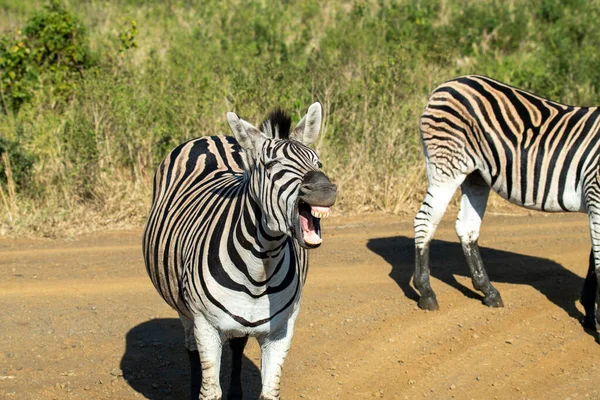 Cebras Rayas Divertidas Parque Nacional Naturaleza —  Fotos de Stock