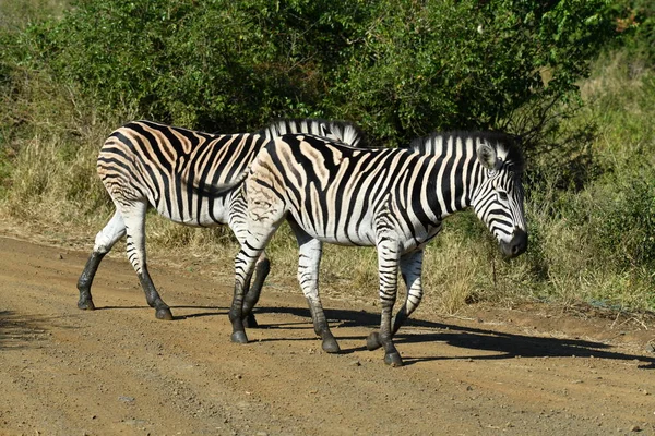 Cebras Rayas Divertidas Parque Nacional Naturaleza —  Fotos de Stock