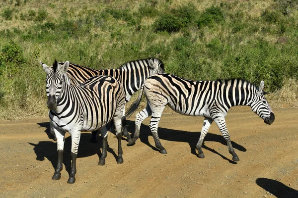 Zebras Listradas Engraçadas Parque Nacional Natureza — Fotografia de Stock