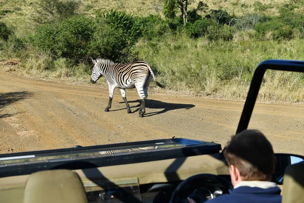 Lustige Gestreifte Zebras Naturnationalpark — Stockfoto