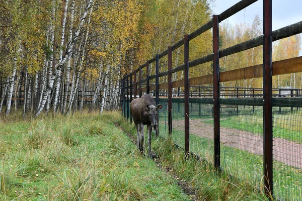 Jeunes Orignaux Clôture Attente Friandises Dans Parc National Naturel — Photo