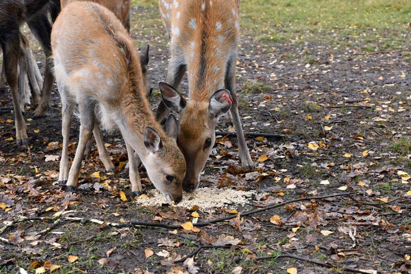 Deer Offspring Have Lunch Natural National Park — Stock Photo, Image