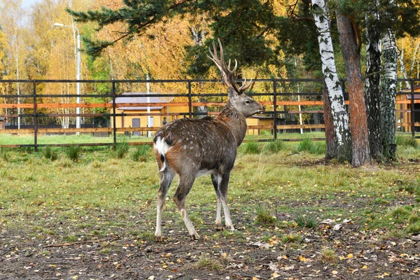 Deer Offspring Have Lunch Natural National Park — Stock Photo, Image