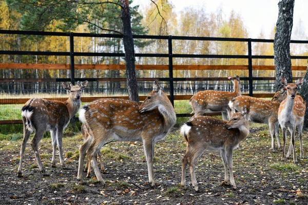 鹿和它们的后代在一个自然的国家公园里吃午饭 — 图库照片