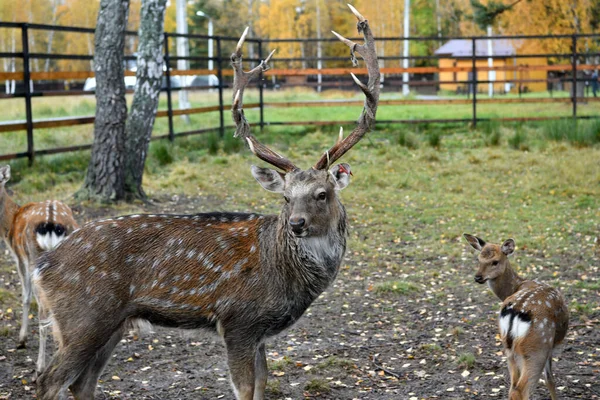 鹿和它们的后代在一个自然的国家公园里吃午饭 — 图库照片
