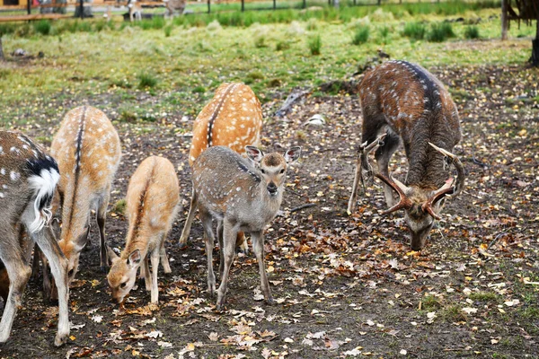 Herten Hun Nakomelingen Lunchen Een Natuurlijk Nationaal Park — Stockfoto